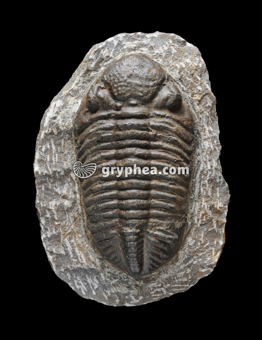 Trilobite  (Phacops africanus, 12 cm) - gryphea.com